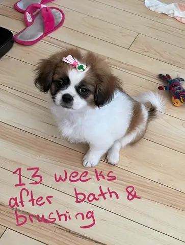 R/shihtzu - Chó Shih Tzu Thuần Chủng 3 Tháng Tuổi Của Mình Vẫn Chưa Được Lông Xù. Giúp Mình Với!