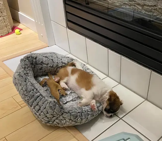 R/shihtzu - Chó Shih Tzu Thuần Chủng 3 Tháng Tuổi Của Mình Vẫn Chưa Được Lông Xù. Giúp Mình Với!