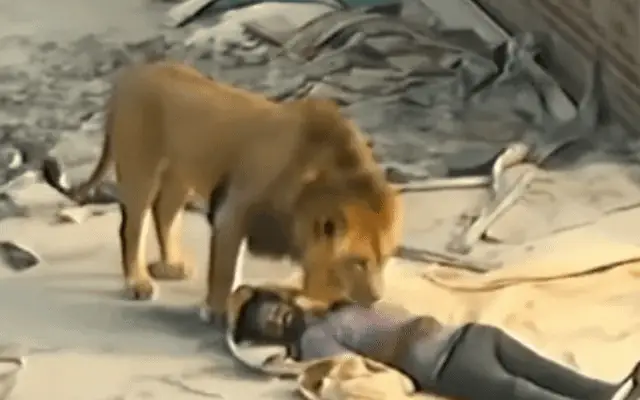 Video Xúc Động ‘chó Nghiệp Vụ Luyến Tiếc Nhảy Vào Quan Tài Người Lính Tử Trận’ Là Sản Phẩm Ai - Ảnh 1. Video Xúc Động ‘chó Nghiệp Vụ Luyến Tiếc Nhảy Vào Quan Tài Người Lính Tử Trận’ Là Sản Phẩm Ai - Ảnh 1.