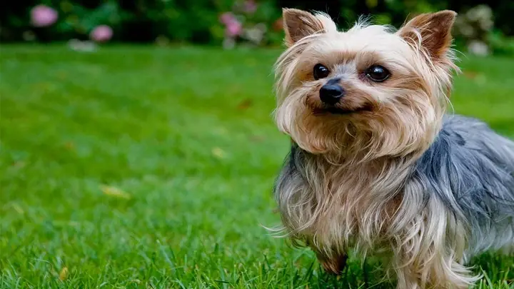 1chó Sục Yorkshire Terrier