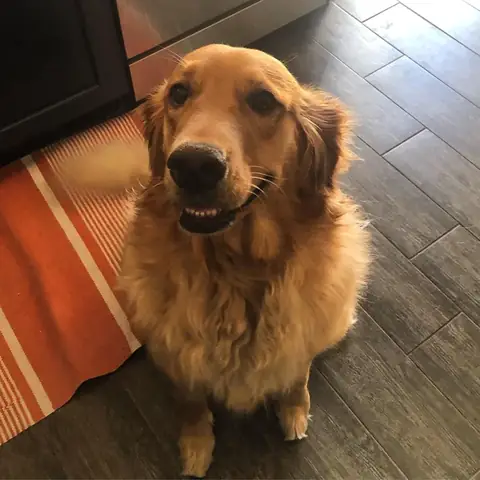 Chó Nhút Nhát Phải Làm Sao? Giải Pháp Khoa Học Giúp Cún Tự Tin