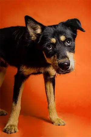 Chó Nhút Nhát Phải Làm Sao? Giải Pháp Khoa Học Giúp Cún Tự Tin