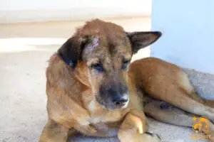 Cách Chữa Bệnh Care Ở Chó Tại Nhà Hiệu Quả Cách Chữa Bệnh Care Ở Chó Tại Nhà Hiệu Quả