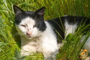 Mèo Bị Đau Mắt Và Cách Điều Trị Mèo Bị Đau Mắt Và Cách Điều Trị