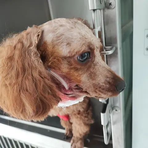 Chó Bị Nổi Cục U Ở Cổ Và Cách Chữa Trị Chó Bị Nổi Cục U Ở Cổ Và Cách Chữa Trị