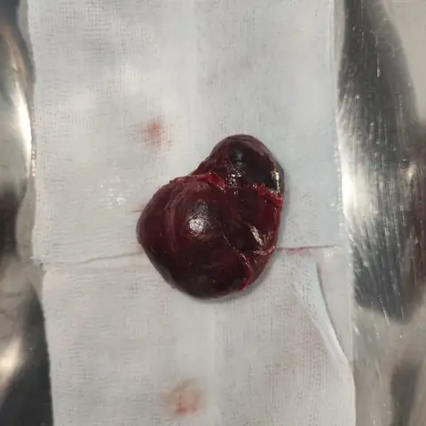 Chó Bị Nổi Cục U Ở Cổ Và Cách Chữa Trị Chó Bị Nổi Cục U Ở Cổ Và Cách Chữa Trị