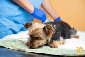 Bệnh Care Thể Thần Kinh Ở Chó Bệnh Care Thể Thần Kinh Ở Chó