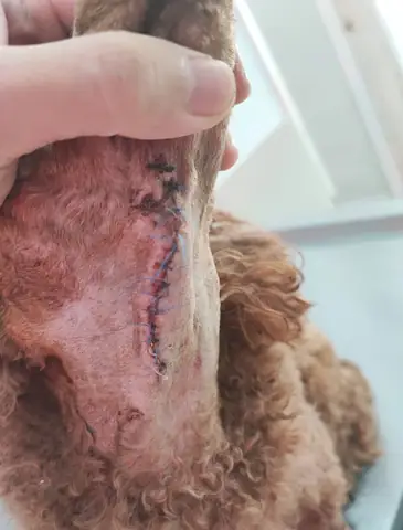 Chó Nổi Cục U Ở Cổ Chó Nổi Cục U Ở Cổ