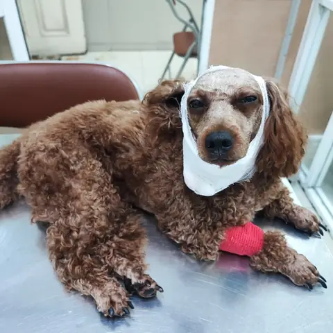 Chó Bị Nổi Cục U Ở Cổ Và Cách Chữa Trị Chó Bị Nổi Cục U Ở Cổ Và Cách Chữa Trị