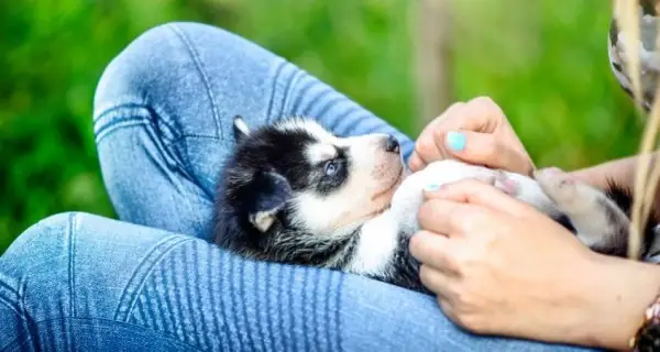 Đảm Bảo Môi Trường Sống Cho Chó Con Đảm Bảo Môi Trường Sống Cho Chó Con