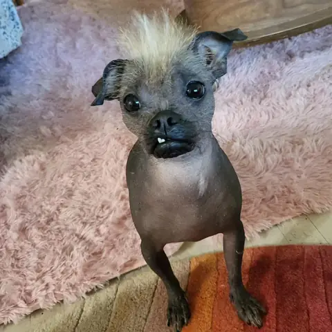 Chó Phốc Có Thông Minh Không? Sự Thật Về Trí Tuệ Của Loài Chó Nhỏ Nhưng Nhanh Nhẹn