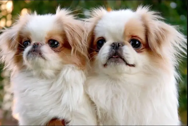 Phốc Sóc Lai Nhật Có Đặc Ngoại Hình Ra Sao?