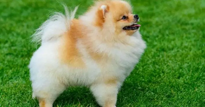 Chó Phốc Sóc: Bạn Đã Biết Những Gì Về Giống Chó Này?