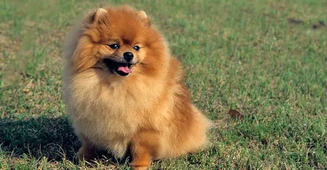 Tập Tính Của Chó Phốc Sóc