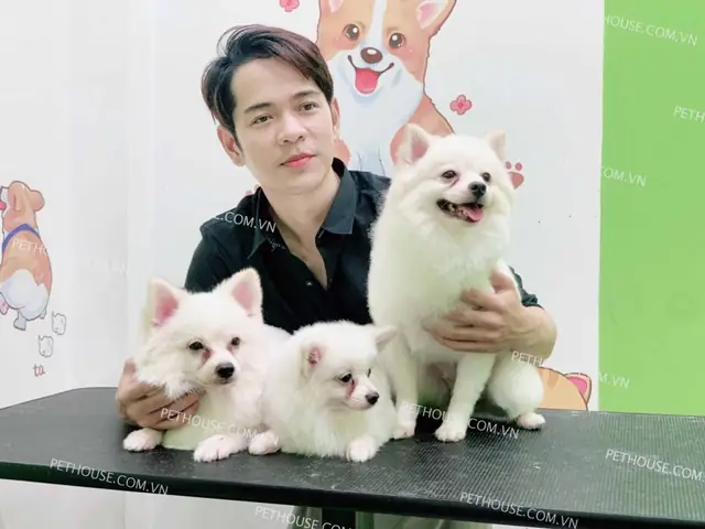 Chó Phốc Sóc Trưởng Thành Mã Ps430 Chó Phốc Sóc Trưởng Thành Mã Ps430