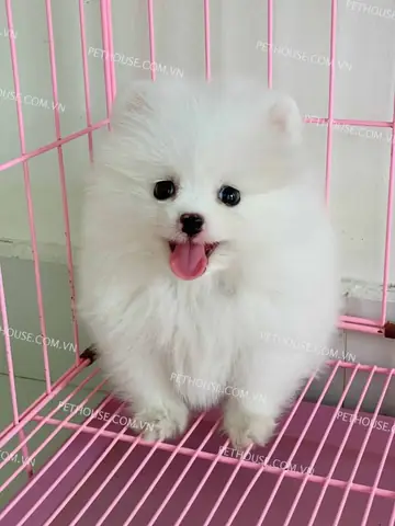 Chó Phốc Sóc Dưới 1 Triệu Mua Ở Đâu? Chó Phốc Sóc Dưới 1 Triệu Mua Ở Đâu?