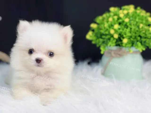 Vậy Có Nên Mua Phốc Sóc Giá Rẻ Dưới 1 Triệu Không? Vậy Có Nên Mua Phốc Sóc Giá Rẻ Dưới 1 Triệu Không?