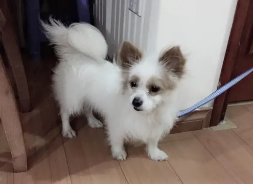 Chó Phốc Sóc Lai Chó Phốc Sóc Lai