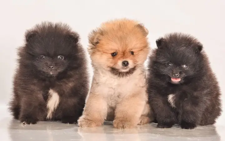 Sự Thật Cần Biết Về Phốc Sóc Trong Thời Kỳ Mang Thai