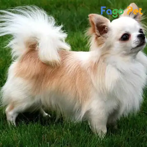 Đặc Trưng Tính Cách Chó