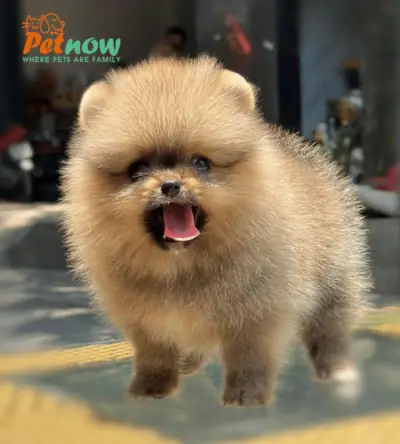 Chó Phốc Sóc Màu Black Tan: Đặc Điểm, Chăm Sóc & Giá Trị Toàn Diện Chó Phốc Sóc Màu Black Tan: Đặc Điểm, Chăm Sóc & Giá Trị Toàn Diện