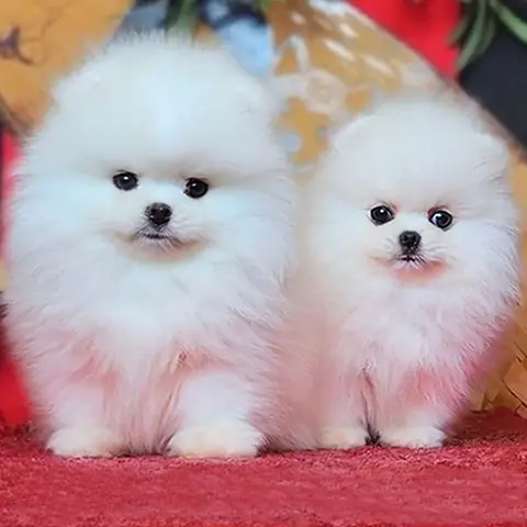 🐶 Phốc Sóc Trắng