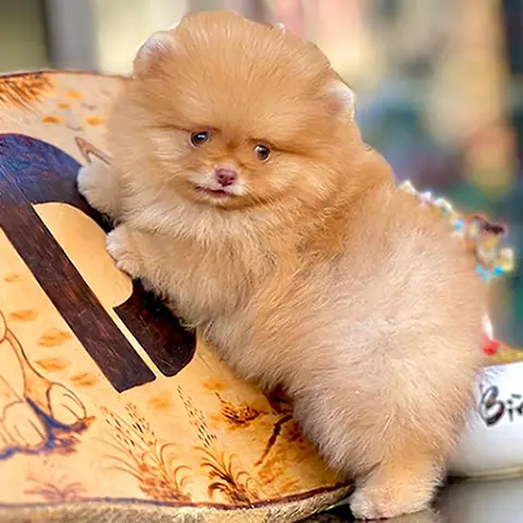 🧡 Phốc Sóc Cam / Vàng / Nâu Đỏ