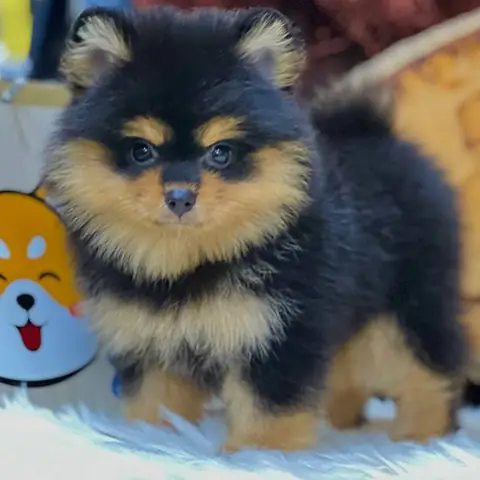 🖤 Phốc Sóc Đen / Đen Nâu (black & Tan)