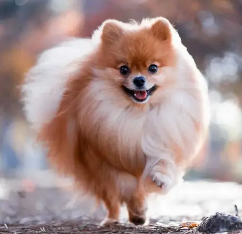 Cách Nuôi Chó Phốc Sóc Mini Cách Nuôi Chó Phốc Sóc Mini