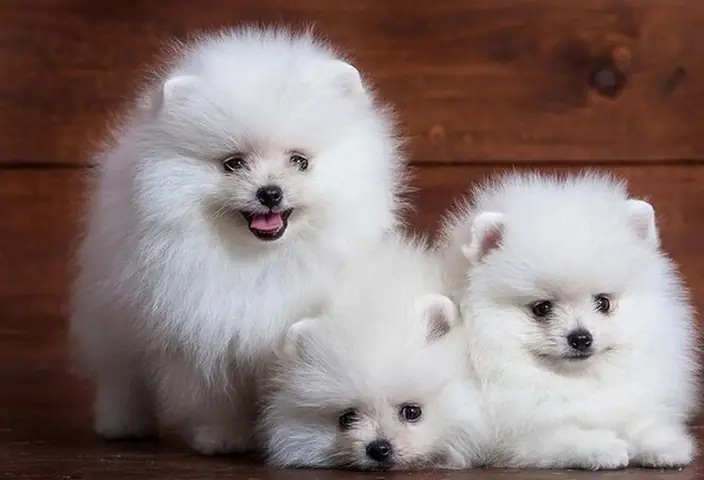 Dòng Chó Phốc Sóc Mini Trưởng Thành Tiêu Chuẩn Nặng Bao Nhiêu Là Đẹp? Dòng Chó Phốc Sóc Mini Trưởng Thành Tiêu Chuẩn Nặng Bao Nhiêu Là Đẹp?