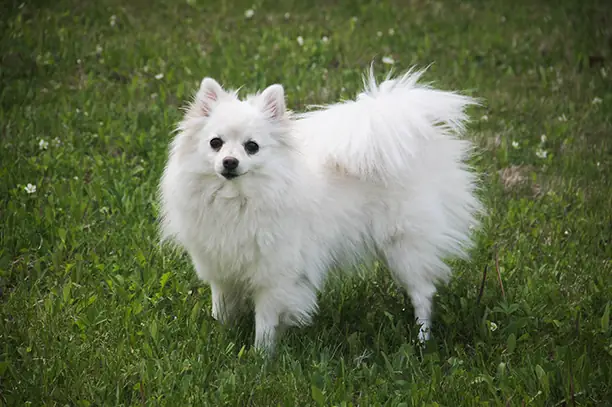 Phốc Sóc Mặt Cáo