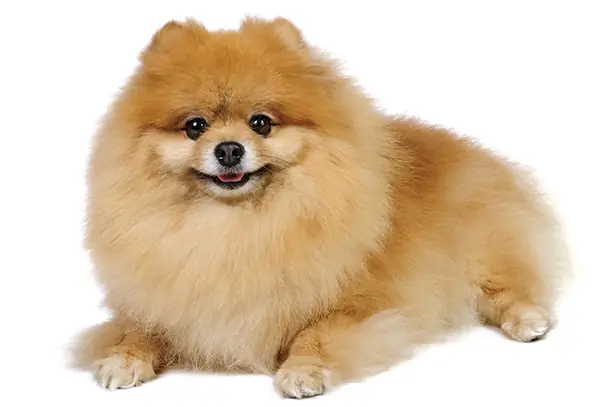 Phốc Sóc Tiêu Chuẩn