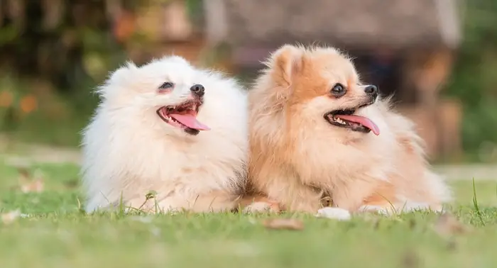 Tuổi Thọ Của Chó Phốc Sóc Khoảng Bao Nhiêu Năm?