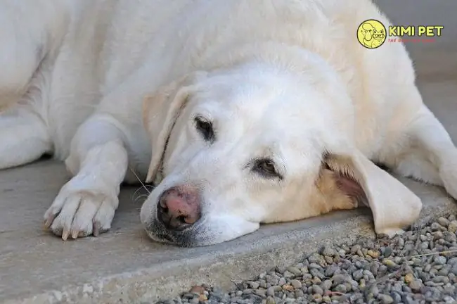 Chó Phối Xong Vẫn Ra Máu: Nguyên Nhân, Khi Nào Cần Lo Và Cách Xử Lý