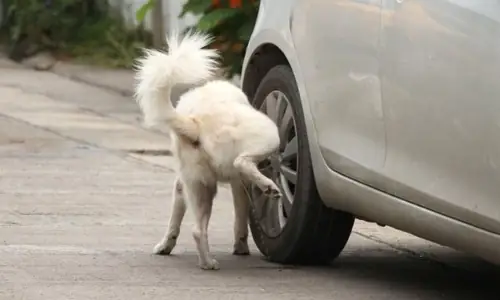 Chó Phóng Uế Bừa Bãi: Hành Vi Vi Phạm Pháp Luật Và Ảnh Hưởng Đến Cộng Đồng