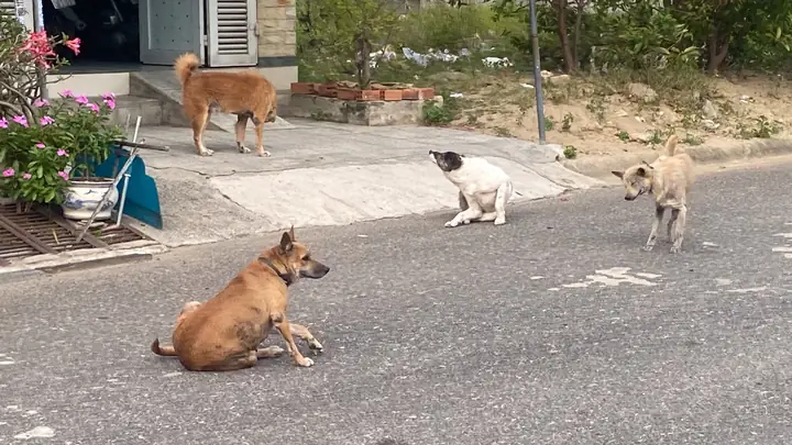 Cho Tôi Hỏi Việc Cho Chó Phóng Uế Bừa Bãi Trước Nhà Người Khác Có Bị Phạt Không? - Mỹ Dung (tp Hcm)