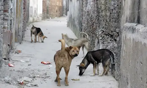 Chó Phóng Uế Bừa Bãi: Hành Vi Vi Phạm Pháp Luật Và Ảnh Hưởng Đến Cộng Đồng