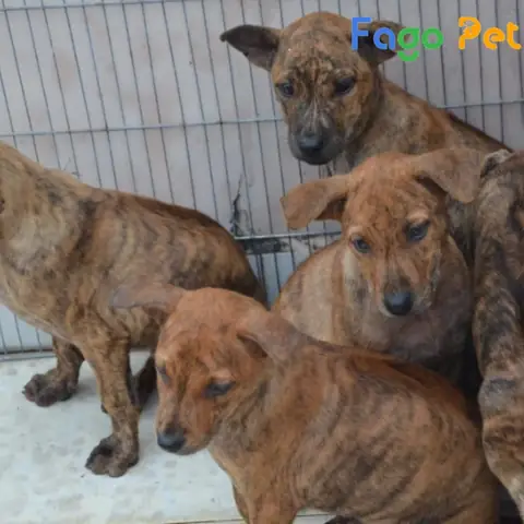 Những Lý Do Bạn Nên Nuôi Chó Phú Quốc 3 Tháng Tuổi