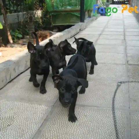 Ưu Điểm Khi Lựa Chọn Mua Chó Phú Quốc 3 Tháng Tuổi Tại Fago Pet