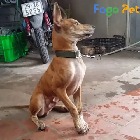 Địa Chỉ Bán Chó Phú Quốc 5 Tháng Tuổi Đẹp Giá Tốt, Giấy Tờ Đầy Đủ Địa Chỉ Bán Chó Phú Quốc 5 Tháng Tuổi Đẹp Giá Tốt, Giấy Tờ Đầy Đủ