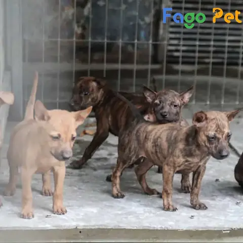 Ưu Điểm Khi Lựa Chọn Mua Chó Phú Quốc 5 Tháng Tuổi Tại Fago Pet