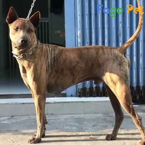 Những Lý Do Bạn Nên Nuôi Chó Phú Quốc 6 Tháng Tuổi