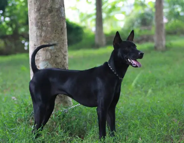 Chó Phú Quốc Ở Chợ Tốt: Mua Bán, Nhận Biết Và Chăm Sóc Đúng Cách