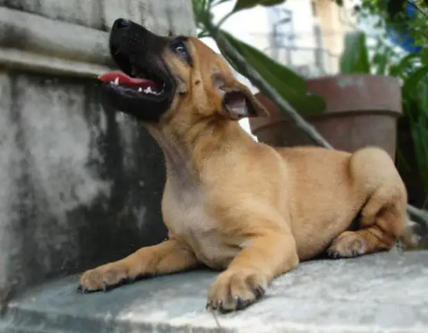 Chó Phú Quốc Ở Chợ Tốt: Mua Bán, Nhận Biết Và Chăm Sóc Đúng Cách