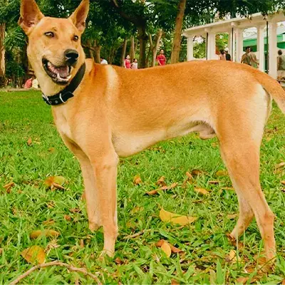 Chó Phú Quốc Ở Chợ Tốt: Mua Bán, Nhận Biết Và Chăm Sóc Đúng Cách