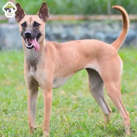 Đặc Điểm Ngoại Hình Của Chó Xoáy Phú Quốc Đặc Điểm Ngoại Hình Của Chó Xoáy Phú Quốc