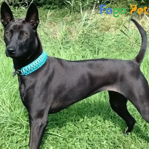 Nguồn Gốc Của Giống Chó Phú Quốc Đen Nguồn Gốc Của Giống Chó Phú Quốc Đen