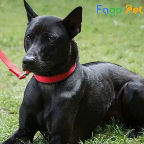 Giá Bán Chó Phú Quốc Đen Tuyền Cập Nhật Mới Nhất Giá Bán Chó Phú Quốc Đen Tuyền Cập Nhật Mới Nhất