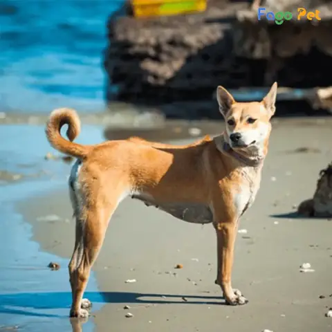 Giá Phối Giống Chó Phú Quốc Là Bao Nhiêu?