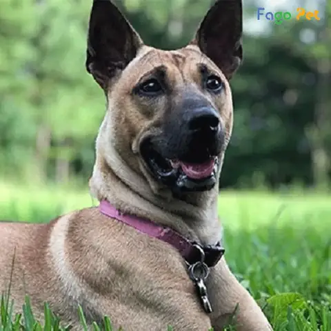 Vì Sao Nên Lựa Chọn Phối Giống Chó Phú Quốc Tại Fago Pet